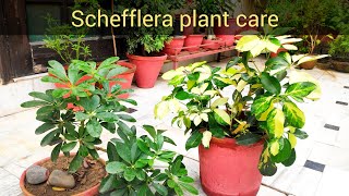 Schefflera ornamental plant care umbrella tree plant care tips [upl. by Aklog]