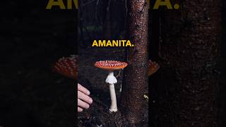 You MUST know how to identify an Amanita if you hunt mushrooms Here is how… medicinalmushrooms [upl. by Yentrok]