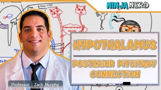 Endocrinology  Hypothalamus Posterior Pituitary Connection [upl. by Aivax523]