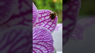 Tiere in unserem Garten Erzgebirge der Asiatische Marienkäfer Harmonia axyridis [upl. by Ynnoj313]