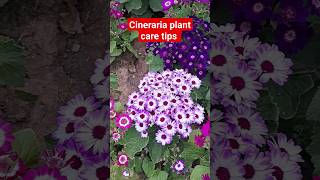 How to grow and care for colourful Cineraria plantWinter seasons one of the best flowerflowers [upl. by Darla734]