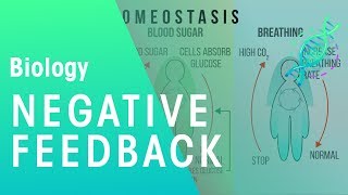 Negative Feedback  Physiology  Biology  FuseSchool [upl. by Gerri]