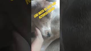 Jay Gau Mata Ki Gau Mata ke Lekh like aur subscribe karna🙏🙏🙏 [upl. by Lenad489]