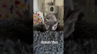 Snuzzle Time snuzzle purr relax makingbiscuits cat pets catlover [upl. by Yearwood]