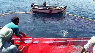 PURSE SEINE FISHING  FISHING AT RATNAGIRI  TRADITIONAL NET FISHING  penangkapan ikan  isda [upl. by Hike167]