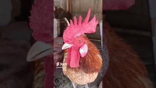 Adorable Rooster Crowing Sounds  Amazing Rooster Crowing Loudly  shorts🐓💕 [upl. by Eivlys558]