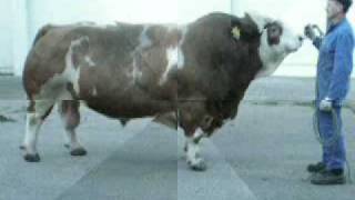 Fleckvieh Simmental BFG GIGANT Pp agroaustriawmv [upl. by Agrippina647]