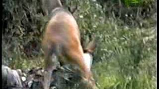 When Animals Strike  Deer Attack [upl. by Sam]