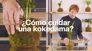 ¿Cómo cuidar una kokedama [upl. by Nastassia]