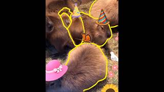 How Capybara is called in Asian countries Read Description capybara masbro [upl. by Nomyt]