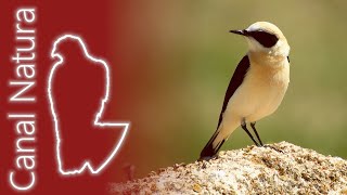 Collalba rubia occidental Oenanthe hispanica Western Blackeared Wheatear 4K [upl. by Felipe462]