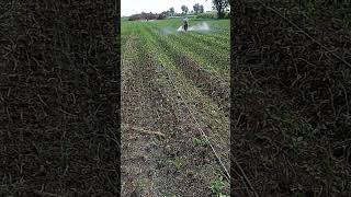 onion evenso fusilade syngenta herbicide humicacid 15 drip crop agriculture agricultural [upl. by Thebazile]