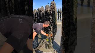 Discover how French fishermen Farm and Harvest Mussels [upl. by Brose]