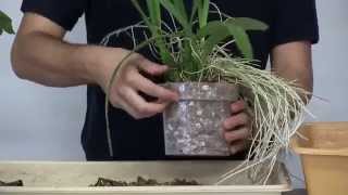 How to Repot Encyclia Orchids [upl. by Cyb41]