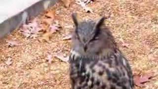 Great horned owl hooting [upl. by Jet]