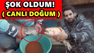 CANLI BALIK DOĞUMU  ŞOK OLDUM  BALIK ÜRETİM ÇİFTLİĞİ [upl. by Windham]