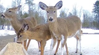 “The WhiteLegged One” Piebald Deer 3282018 [upl. by Zolner814]