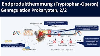 TryptophanOperon Endprodukthemmung am Beispiel trpOperon  Genregulation Prokaryoten 22 [upl. by Mcgrath]