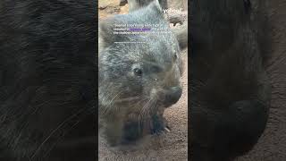 Wombat’s strange act on Aussie coast baffles tourists  shorts yahooaustralia [upl. by Ahsyekat]