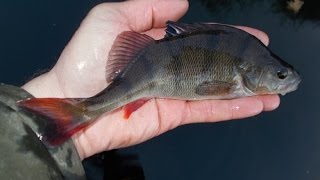 StaffsWorcs Canal perch Dropshotting Tips Perch bream roach [upl. by Bennir395]