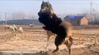 Tibetan Mastiff Vs Wolf In a Real Fight  Tibetan Mastiff Caught On Camera Against Wolf  PITDOG [upl. by Neeluqcaj265]