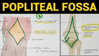 Popliteal Fossa Anatomy  Boundaries Contents Roof Floor  Medseed MBBS [upl. by Torbart906]