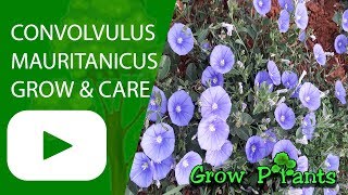 Convolvulus mauritanicus  Growing easy ground cover [upl. by Lauri5]