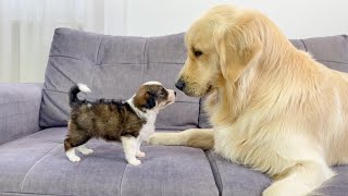 Golden Retriever Meets Tiny Puppy for the First Time [upl. by Enelehcim]