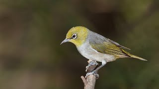 Zosterops silvereye [upl. by Anirbus]