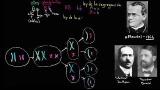 Teoría cromosómica de Sutton y Boveri  Biología  Khan Academy en Español [upl. by Ynaffik]