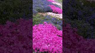 Unbelievable Phlox Blooms MustSee Garden Tour😍 groundcover [upl. by Orravan121]