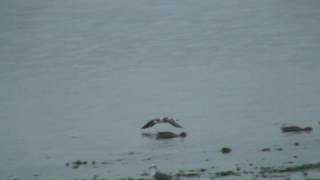 Black Skimmer fishing  Picotijera negro pescando Rynchops niger [upl. by Arlyn]