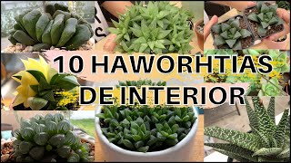 Mi colección de Haworthias cómo las cuido en interior [upl. by Ynaffat]