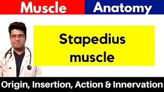 Stapedius Muscle  Origin Insertion Action amp Innervation  Stapedius in Hindi [upl. by Dib789]