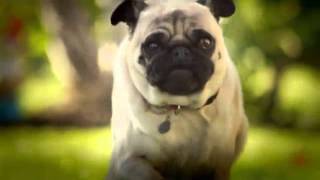 Doritos pug attack commercial original [upl. by Rabah229]