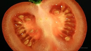 Tomato TimeLapse Mold [upl. by Barbe358]