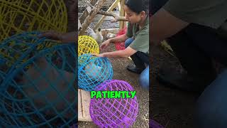 You Wont Believe How She Moves Chickens [upl. by Ikeda]