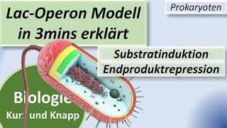 LacOperon Modell  Substratinduktion  Endproduktrepression Tryptophan Genregulation Prokaryoten [upl. by Hecker]