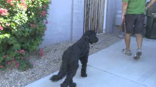 Harper the barking Labradoodle Before amp After [upl. by Nnodnarb]