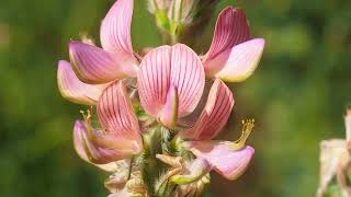 Sainfoin ou Esparcette plante à fleurs roses orangées utilisée comme engrais bio [upl. by Refannej]