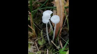 helmovka bělostná Hemimycena candida prilbovec kostihojovýBeinwurzScheinhelmling [upl. by Windsor]