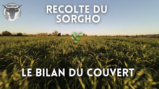 RECOLTE DU SORGHO le BILAN du COUVERT [upl. by Bethel656]