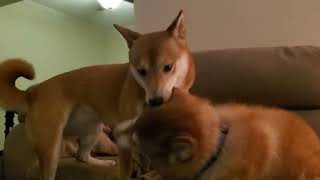 Shiba Inus  Playing  Even If It Doesnt Sound Like It [upl. by Os342]