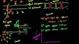 Electrotonic and Action Potentials in Bangla [upl. by Scever]