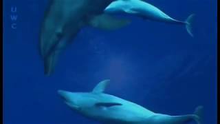 Nature TV  Rangiroa an award winning 6 minutes diving video [upl. by Zaslow]