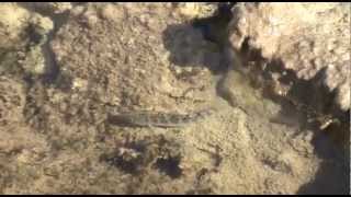 Death Valley Pupfish at Salt Creek [upl. by Gus]