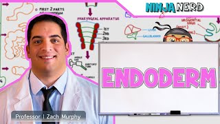 Embryology  Endoderm [upl. by Simetra]