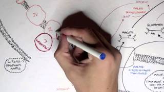 Human Metabolism Map III  Malate Aspartate Shuttle amp Glycerol 3 Phosphate [upl. by Aket964]