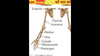 human skeletal systemappendicular skeleton🦴🦴 learn all 206 bonespart1trendingshortsneetbiology [upl. by Eniamerej]