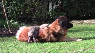 Leonberger pups na 6 weken [upl. by Lucie]